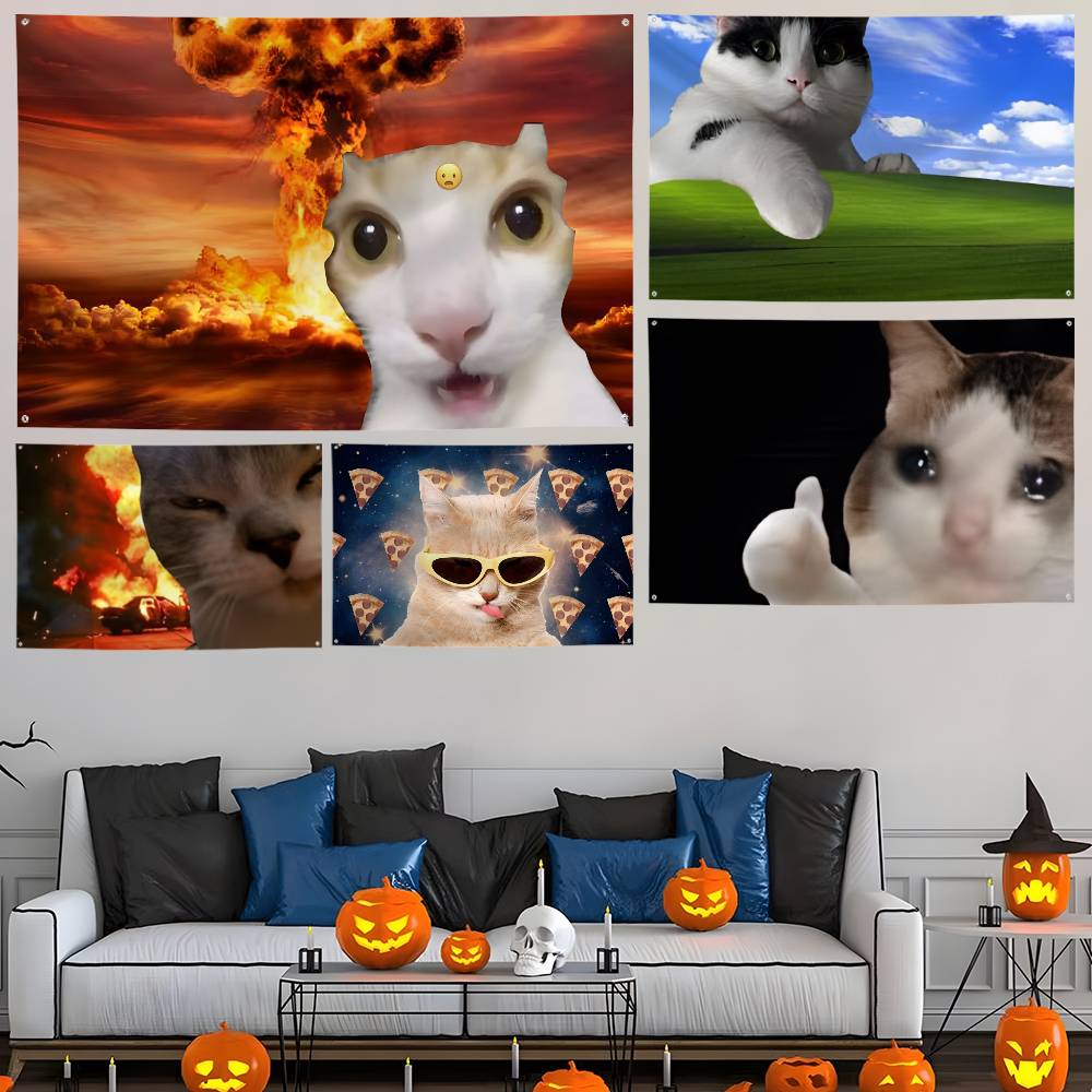 Interesting cat photography Fl - огляд і ціна Photography Interest