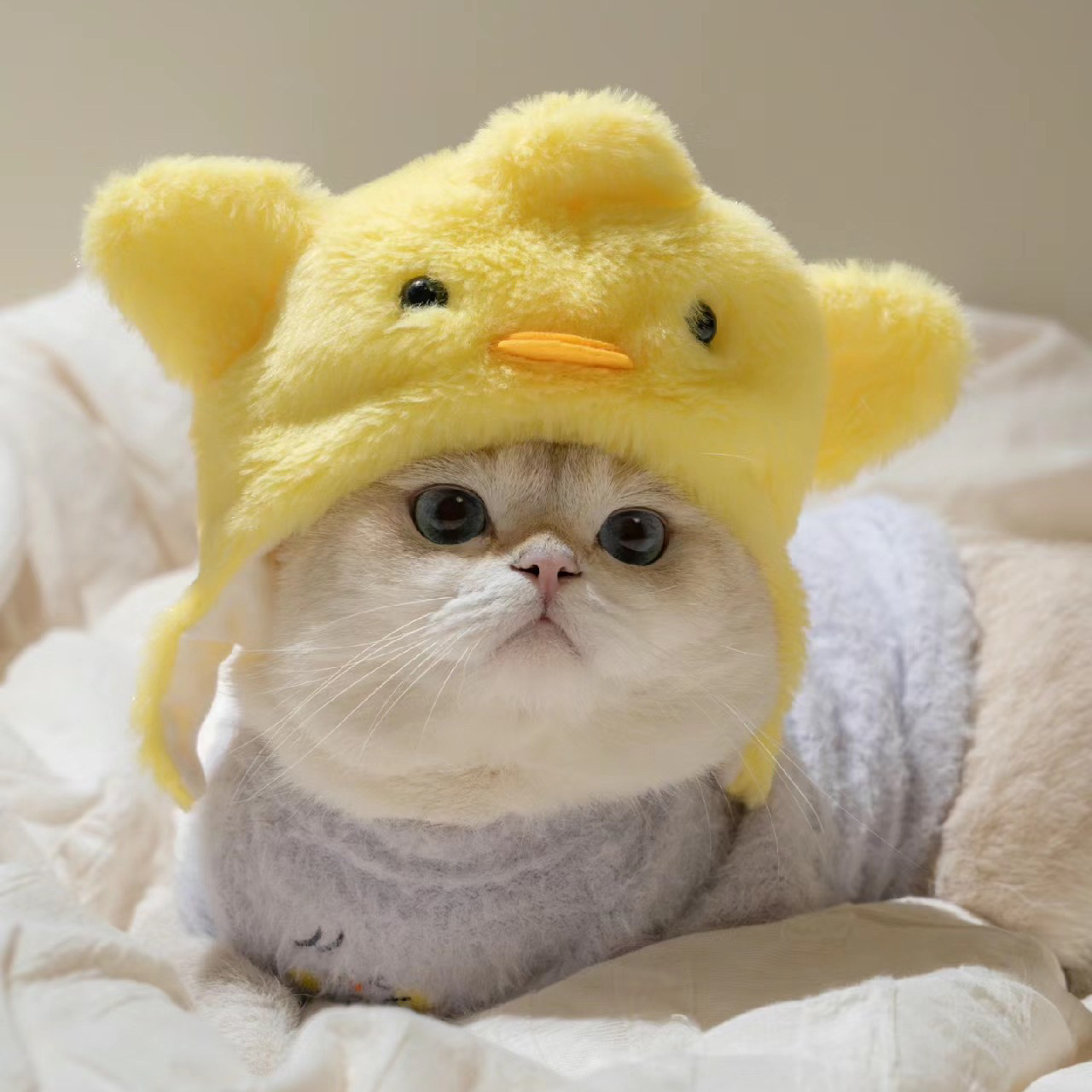 1pcs Interesting pet headwear  - огляд і ціна Photography Interest